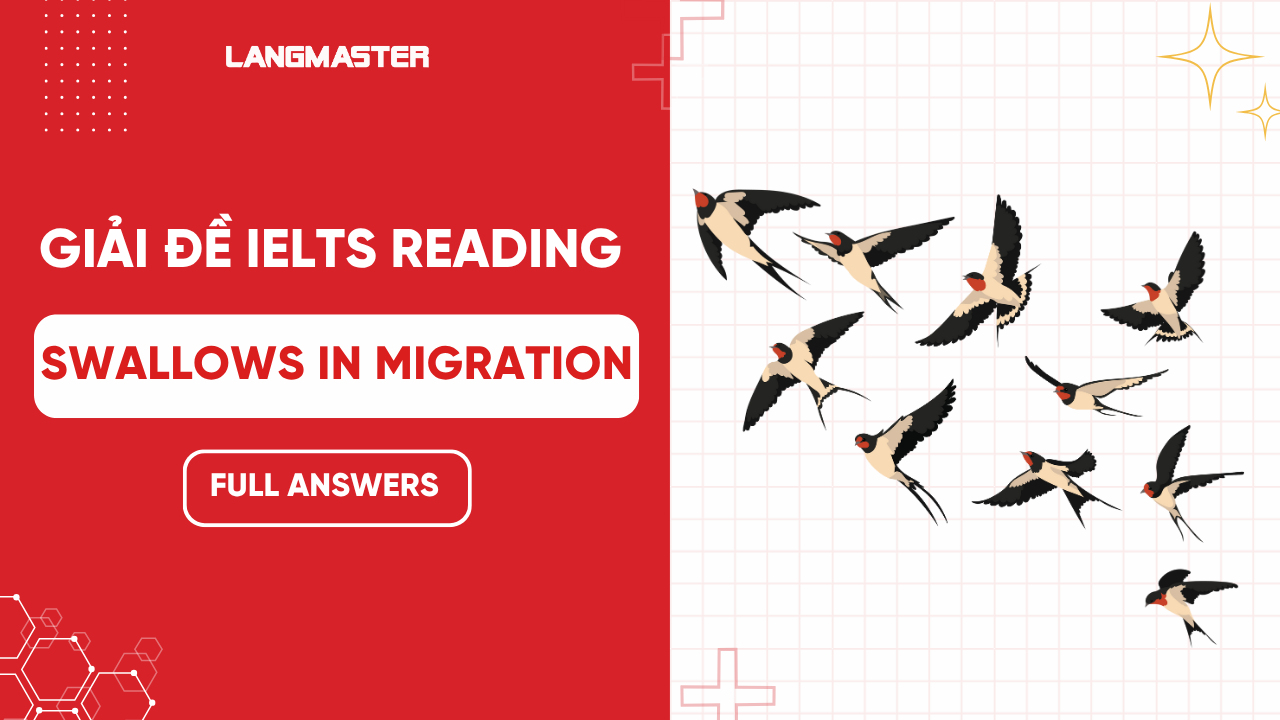 Giải đề IELTS Reading: Swallows  in Migration (FULL ANSWERS)